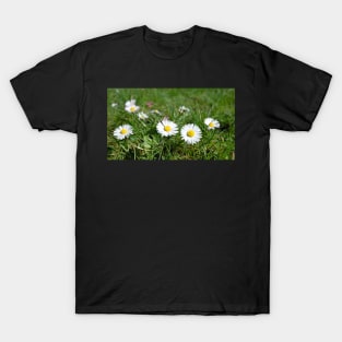 Oxeye Daisy Flower with grass background T-Shirt